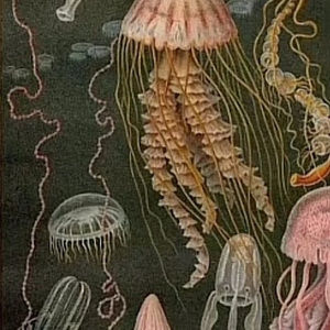 Meet your Posher, Maddyson